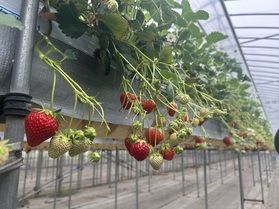 今年もやっぱりいちご狩り！🍓