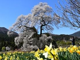 【開花状況】東城三大桜《森湯谷・要害・千鳥別尺》園地内も！