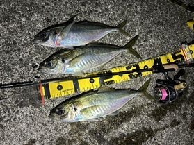小林の釣行記【鯵編】