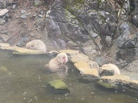 地獄谷に行きました!
