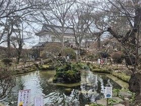 小諸城址懐古園桜祭りに行ってきました。