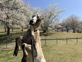 メェ太の独り言㉒～満開です～