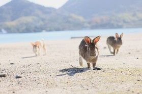 うさぎさんに会いに行こう!【朝のお散歩会】