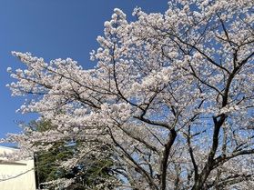 気仙沼図書館の桜が見頃です