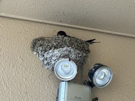 今年もツバメがやってきました🐤