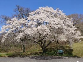 休暇村帝釈峡【2026🌸桜🌸開花情報】⑫