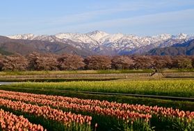 春の四重奏<br>「舟川べりの桜並木」
