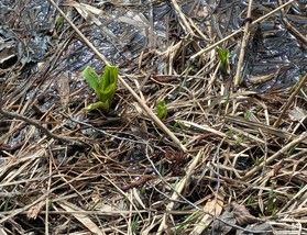 周辺の探勝路に水芭蕉が芽吹き始めました！