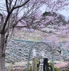 360度、桜に囲まれて🌸