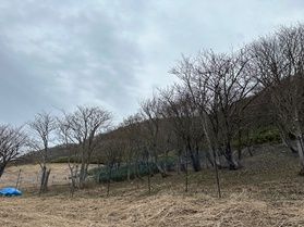 サンカヨウを守る保護ネットを設置しました。