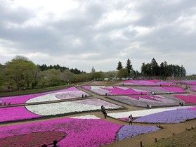 4/14更新!羊山公園・芝桜の様子