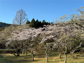 田貫湖でお花見しながら散策を