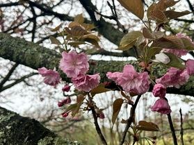 何十枚でも“八重”桜