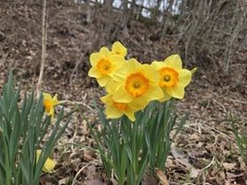茶臼山高原周辺にも春が来た!