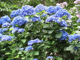 アジサイ咲き誇る緑花センター