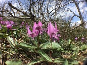 蒜山三座のカタクリが咲いています♪
