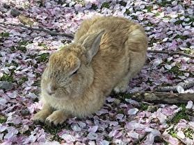 桜の絨毯でのんびり♪