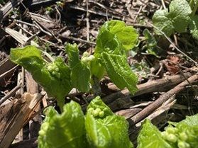 現在のサンカヨウの状態について