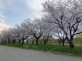 喜多方市の桜紹介