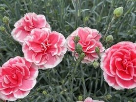 5月10日は母の日