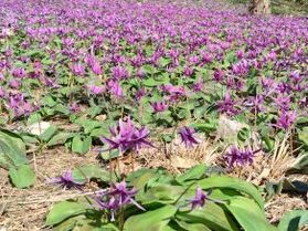 かたくり群生の郷開園中♪♪