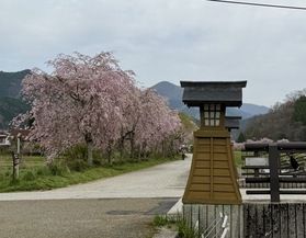 新庄村しだれ桜まだ見れます♪