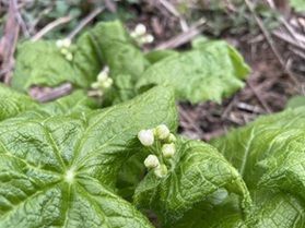 サンカヨウ カタクリ開花情報