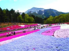 羊山公園の芝桜が見頃を迎えました!