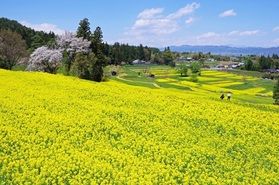 🌷国営アルプスあづみの公園『Spring Festa』🌷