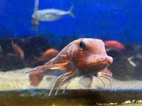 私的!水族館のおすすめ!パート1