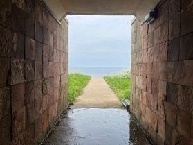 トンネルを抜けたら広がるハマダイコン
