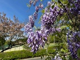 藤の花が咲き始めています🌱