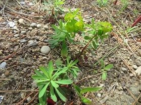 花が咲き始めました