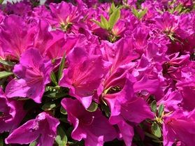 After sakura season-南伊豆