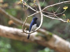 【休暇村の野鳥】帝釈峡の渡り鳥たち