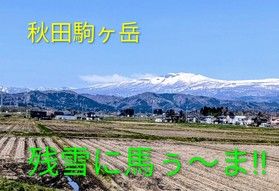 桜情報+α