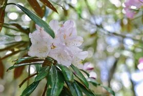 『石楠花』読めなかった人私だけ？