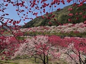 花桃が見頃を迎えています!