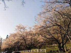 紫波の城山公園に花見に行ってきました。