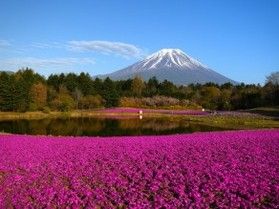 【開花状況】芝桜が満開を迎えています【富士芝桜まつり】
