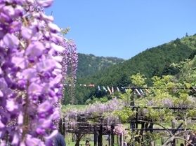 白井大町藤公園「藤まつり」