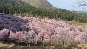 4/19の桜峠🌸