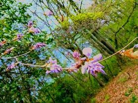 今年も山が薄紫に……