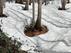 自然の美しい景色の一つ『ブナ林の根開き』
