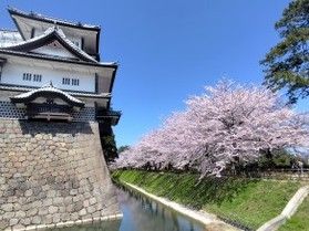 金沢の桜を楽しむ