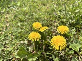 目線をさげるとお花畑！！
