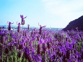 2026年ハーブ園鑑賞ツアー本日よりはじまりました