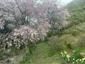 嬬恋村にも春がきました!