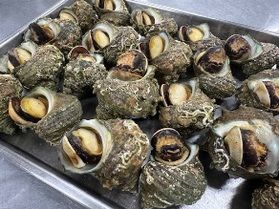 【日本海グルメ】庄内浜の恵みを感じる逸品料理!限定販売開始♪