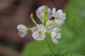サンカヨウ開花情報